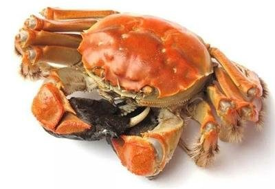 哺乳期媽媽能不能吃螃蟹呢 哺乳期媽媽能不能吃螃蟹呢